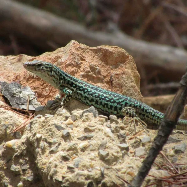 Ibiza Lizard Conservation: Calls for New Census Reach Europe