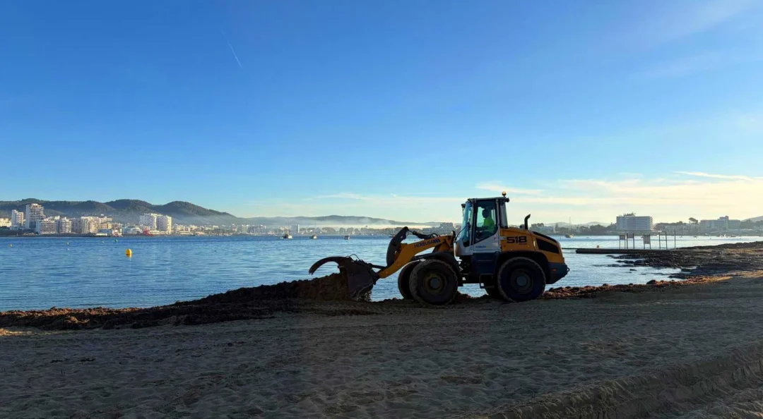 Posidonia returns to the beaches of Ibiza. / Sant Josep Town Council
