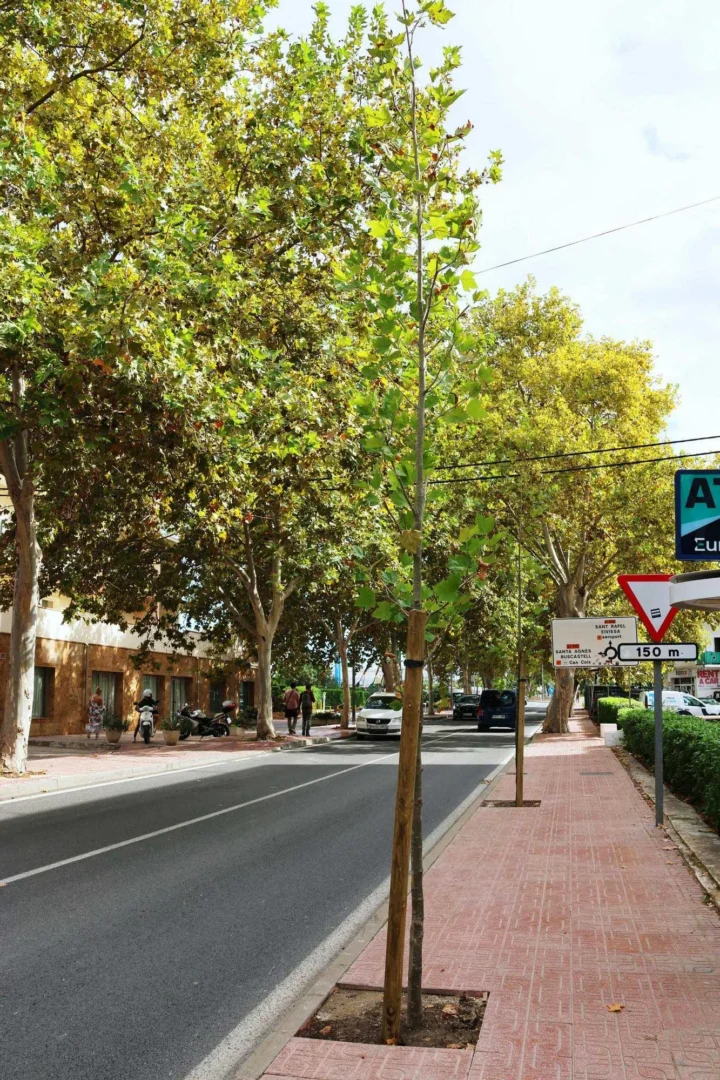 Sant Antoni begins the restoration of Ses Alameres. / Sant Antoni Town Council
