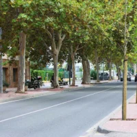 Sant Antoni plants six new poplar trees. / Sant Antoni Town Council