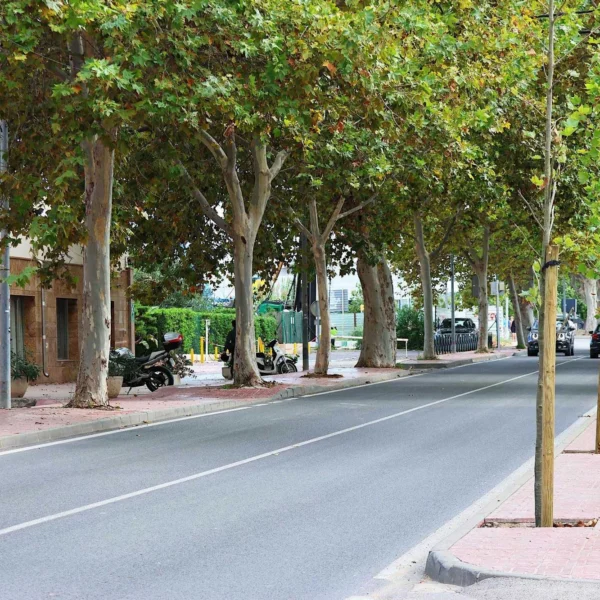 Sant Antoni Restores Ses Alameres Tree-Lined Avenue in Ibiza