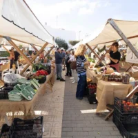 Ibiza farmers harvesting local produce amid calls for hotels to comply with Balearic food sourcing requirements.