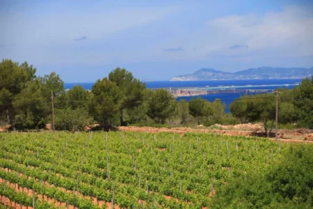 Ibiza Farmers Face Rising Costs at Som Pagès Debate